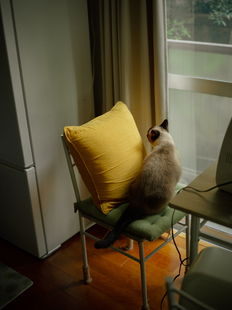 コハラタケル|Lightroomプリセット Sono Collection II「sono8」「sono9」