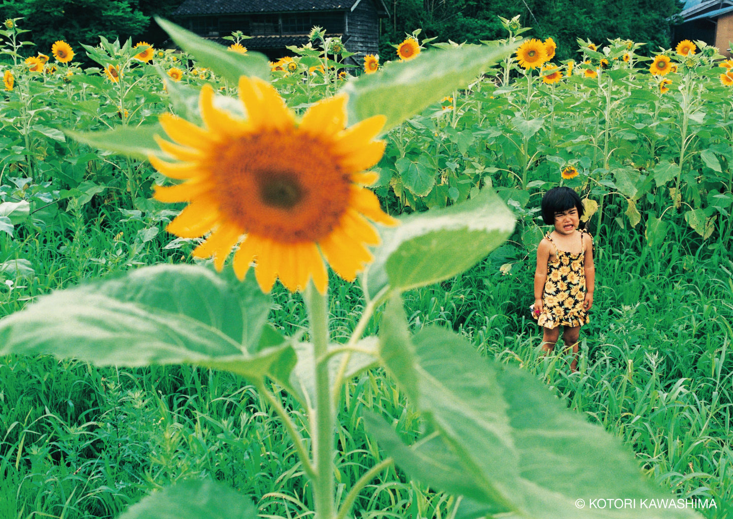 川島小鳥 写真集 「未来ちゃん」(新装版 / 送料無料)