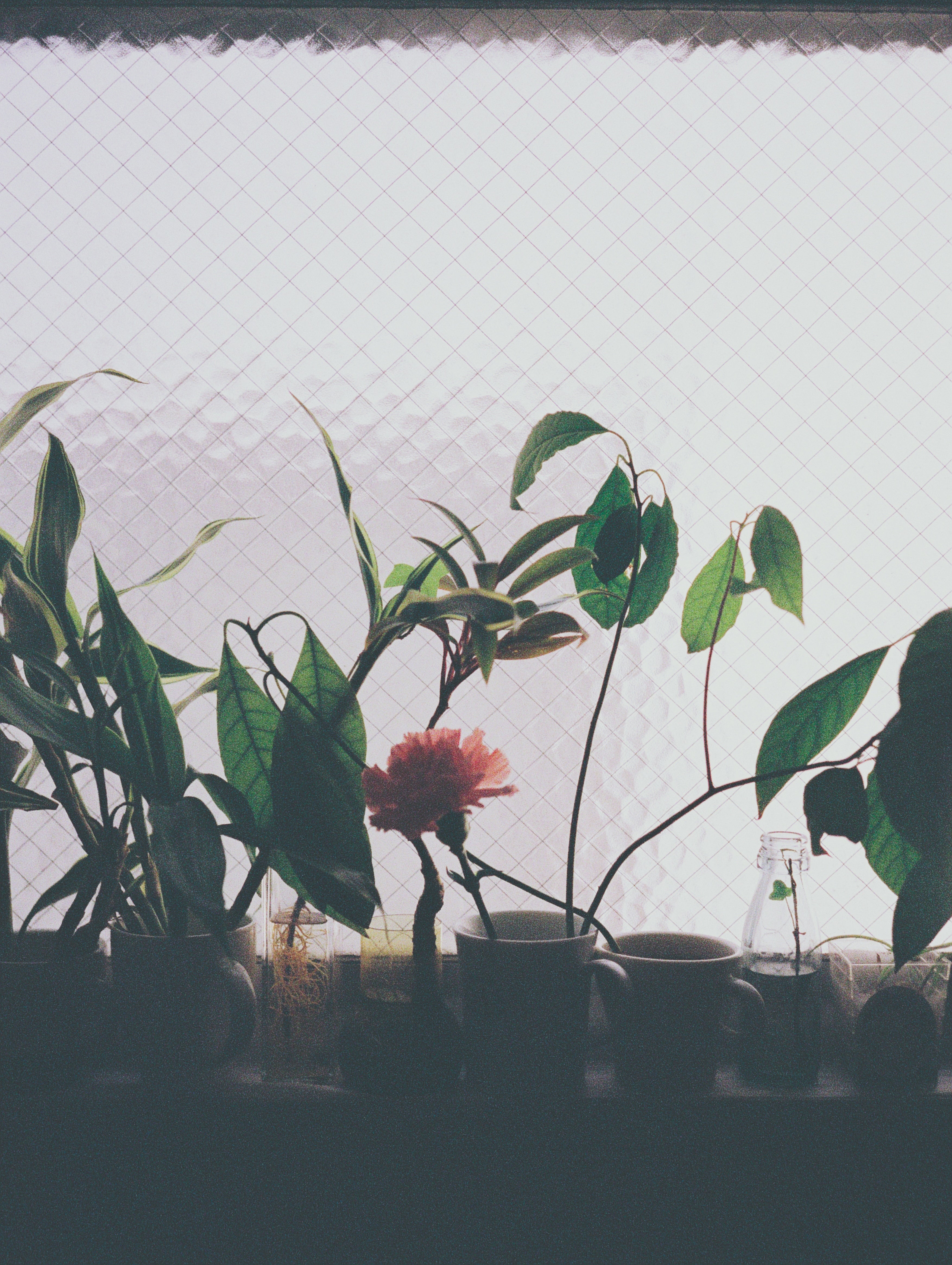 川原崎宣喜 写真集「Look/Mother」（送料無料） – GENIC SHOP