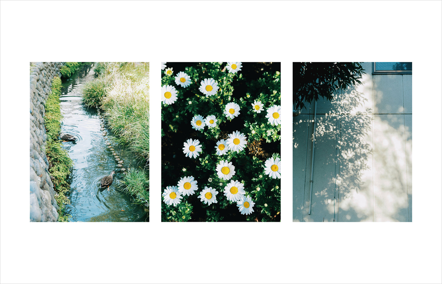 特典付き先行予約：Kimura Hinami写真集「In Light, I Live」