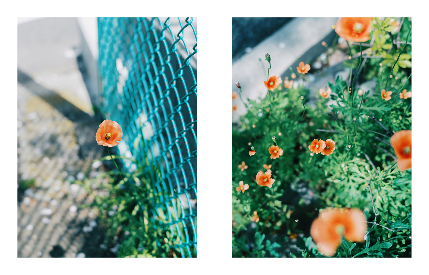特典付き先行予約：Kimura Hinami写真集「In Light, I Live」
