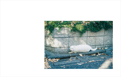 特典付き先行予約：Kimura Hinami写真集「In Light, I Live」