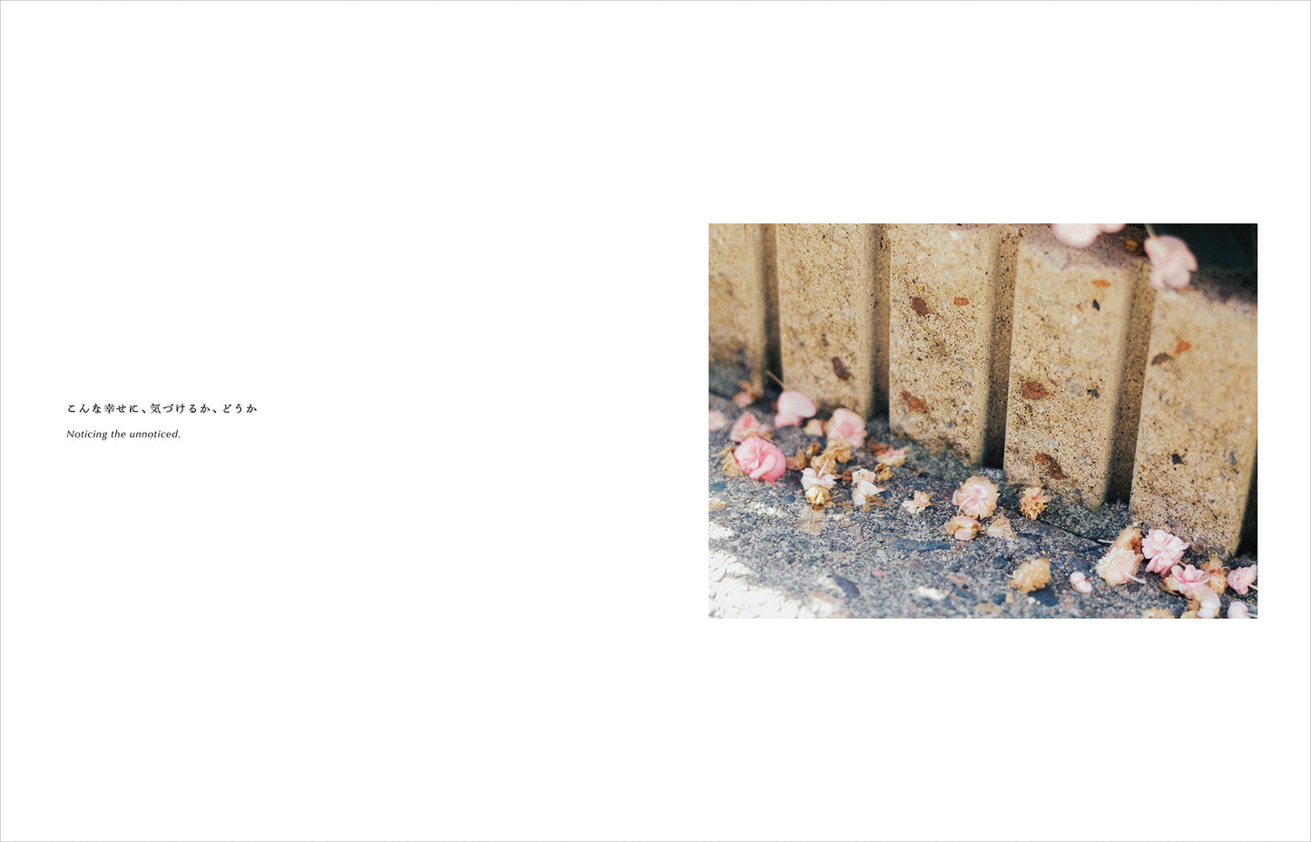特典付き先行予約：Kimura Hinami写真集「In Light, I Live」