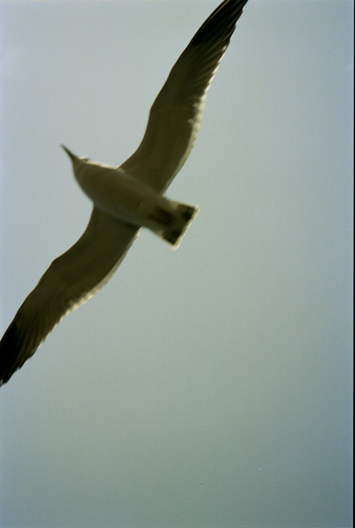 川島小鳥 写真集「サランラン」（送料無料）