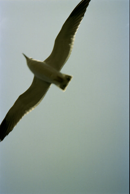 川島小鳥 写真集「サランラン」（送料無料）
