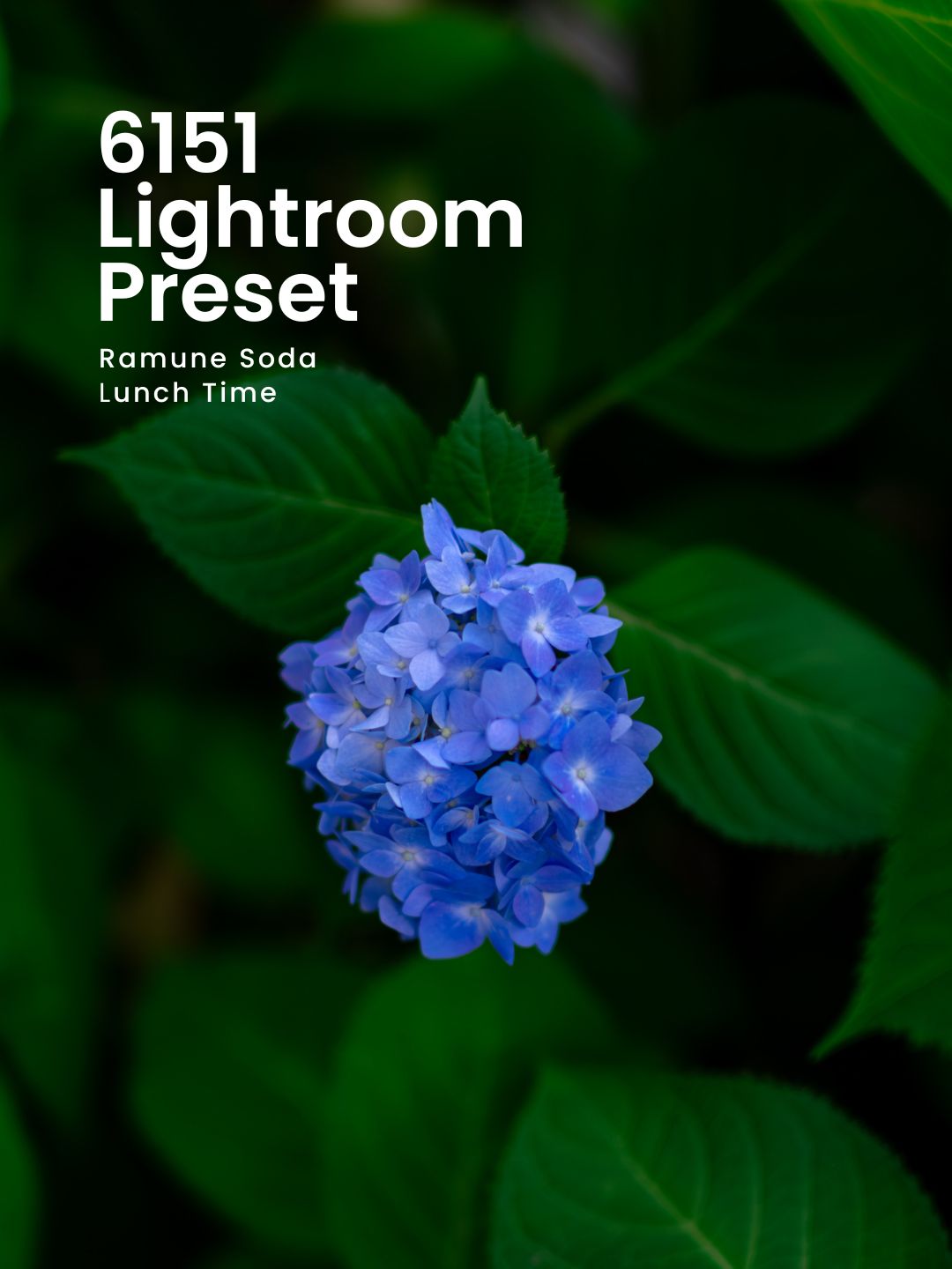 6151 | Lightroom presets "Ramune Soda" and "Lunch Time"