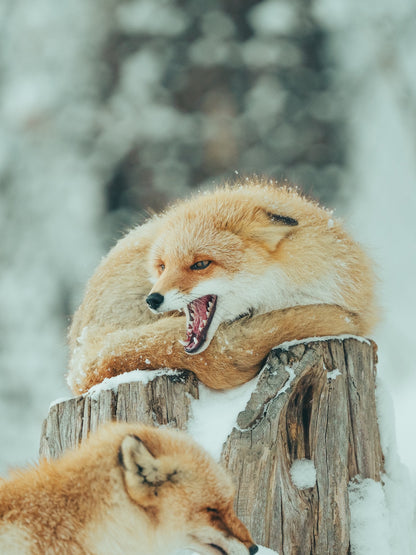 Hiroki.Nose/野瀬大樹｜Lightroomプリセット「玄-QUALIA」「玄-ANIMA」