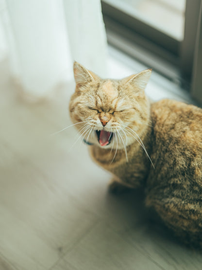 Hiroki.Nose/野瀬大樹｜Lightroomプリセット「玄-QUALIA」「玄-ANIMA」