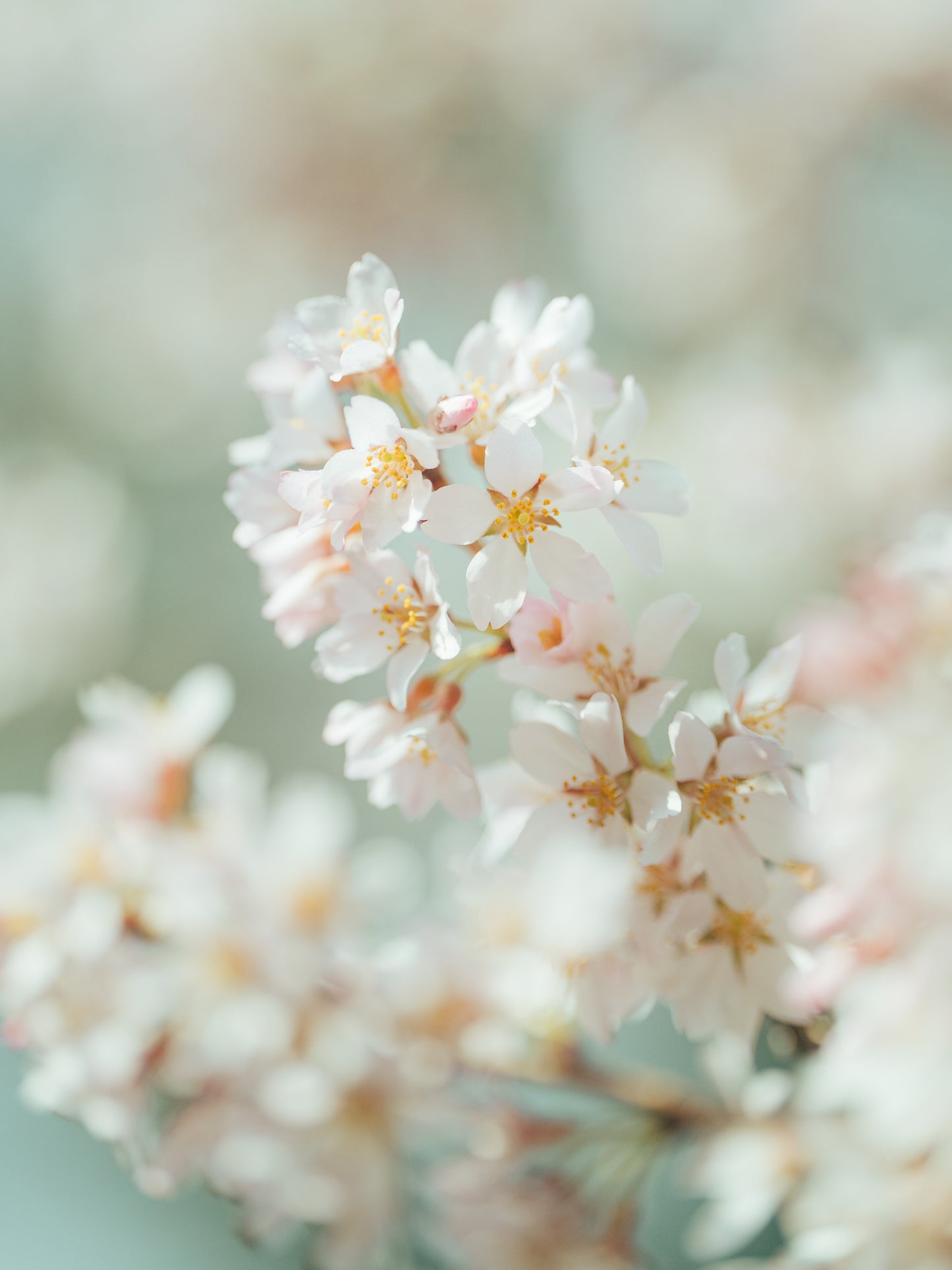 Hiroki.Nose/野瀬大樹｜Lightroomプリセット「玄-QUALIA」「玄-ANIMA」