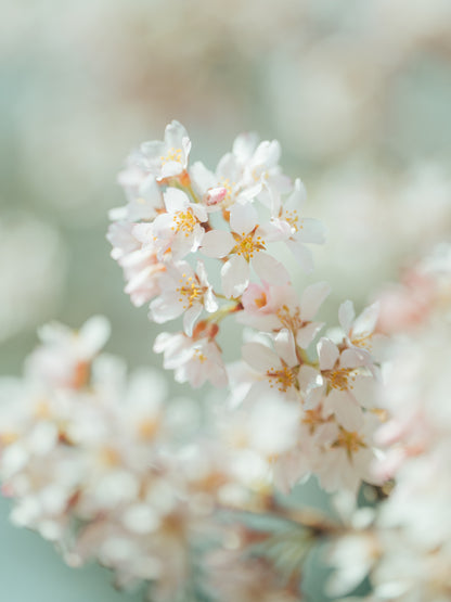 Hiroki.Nose/野瀬大樹｜Lightroomプリセット「玄-QUALIA」「玄-ANIMA」