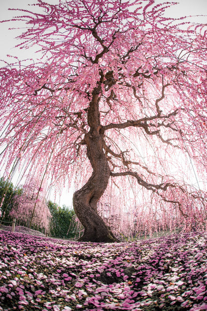 Takahiro Bessho | Lightroom presets "Ano-Ume" and "Ano-Metaseko"