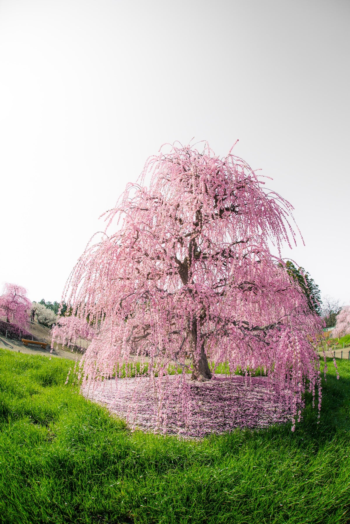 Takahiro Bessho | Lightroom presets "Ano-Ume" and "Ano-Metaseko"