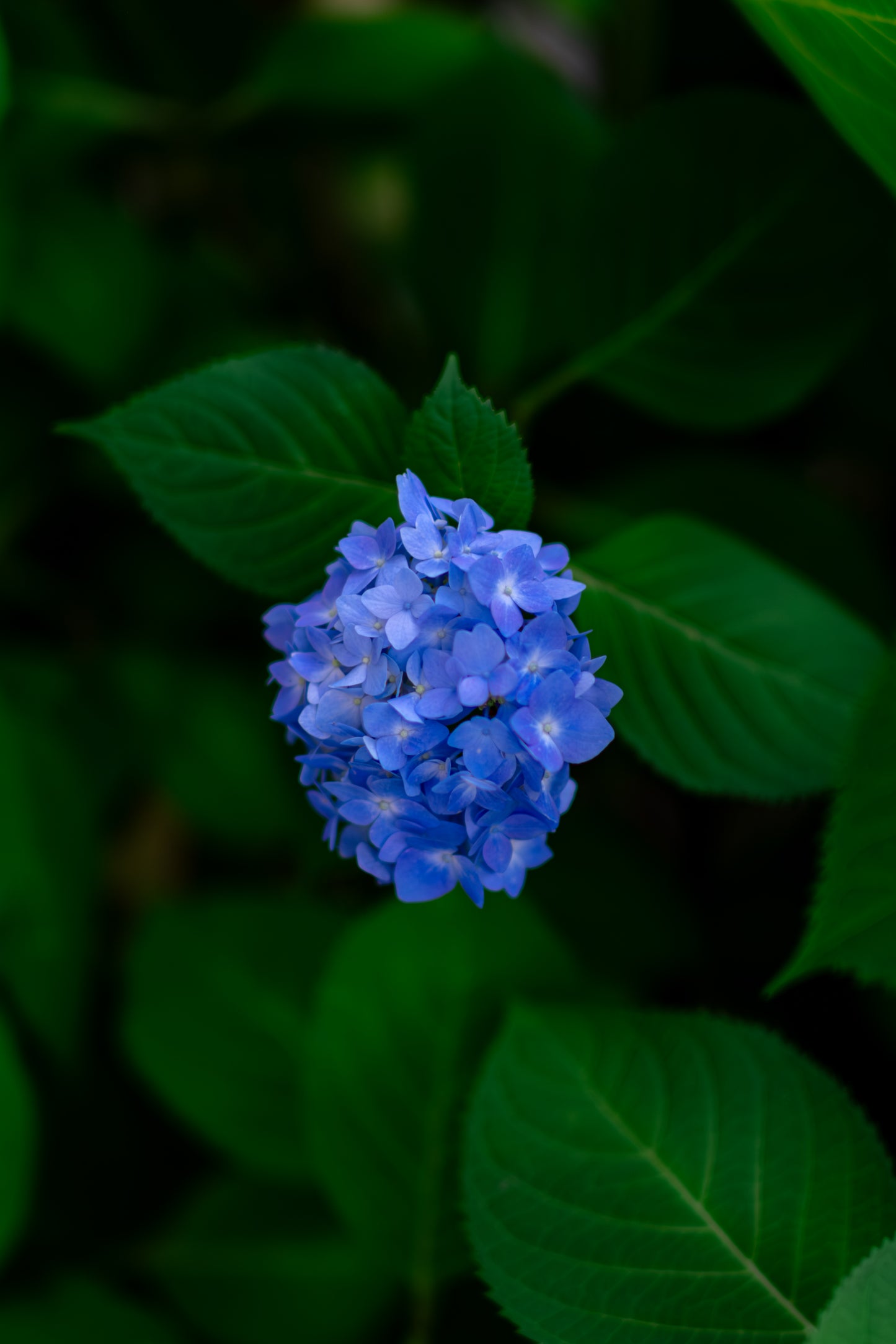 6151 | Lightroom presets "Ramune Soda" and "Lunch Time"