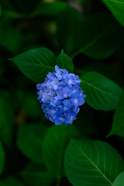 6151 | Lightroom presets "Ramune Soda" and "Lunch Time"