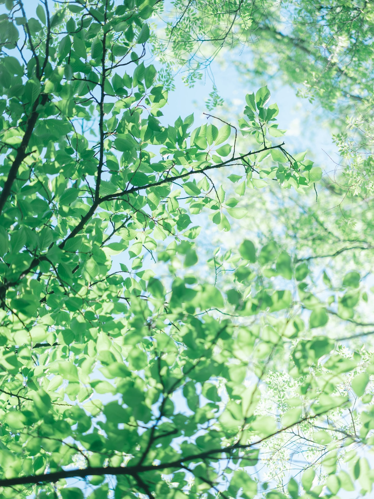Yuri | Lightroom Presets "Clear", "Amber"