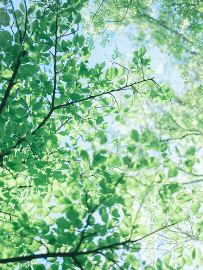 Yuri | Lightroom Presets "Clear", "Amber"