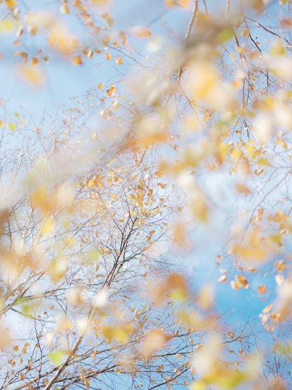 Yuri | Lightroom Presets "Clear", "Amber"