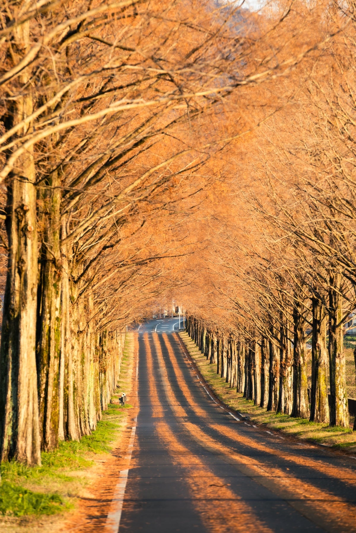 Takahiro Bessho | Lightroom presets "Ano-Ume" and "Ano-Metaseko"