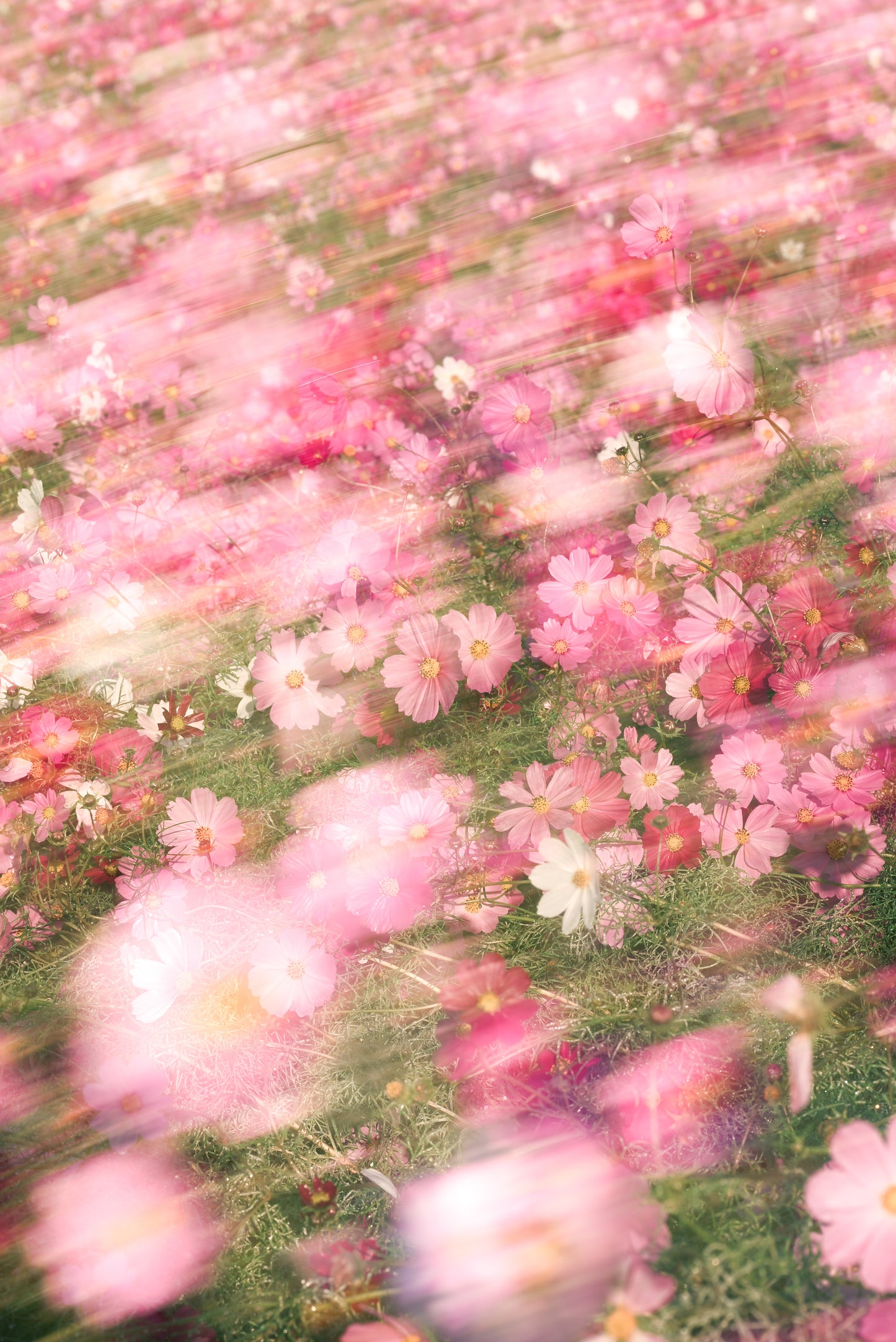 小春ハルカ オリジナルクリアファイル（送料無料）