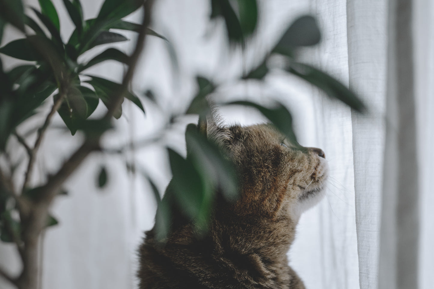 yomowasa｜Lightroom Presets "Haze" "Atmos"
