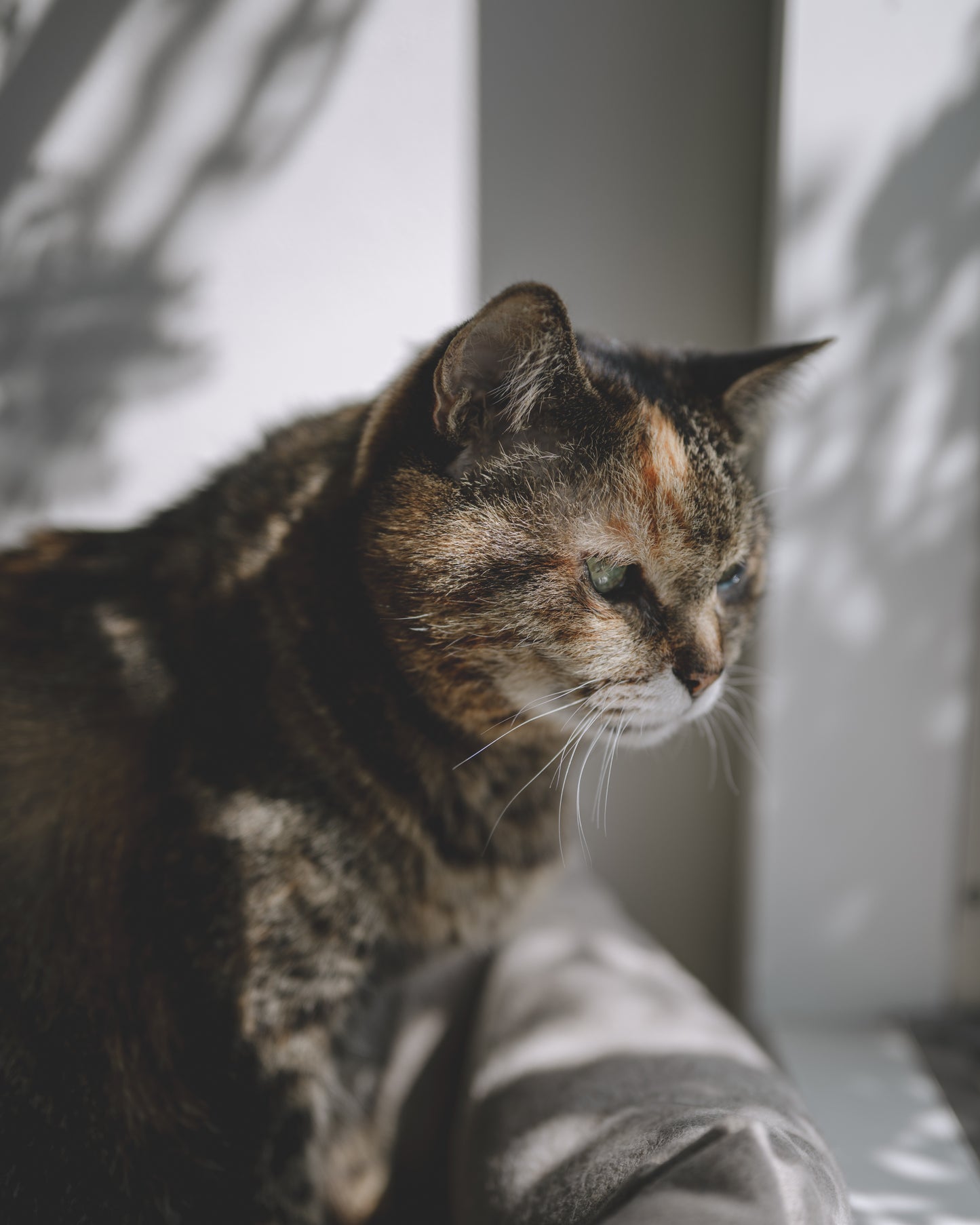 yomowasa｜Lightroom Presets "Haze" "Atmos"