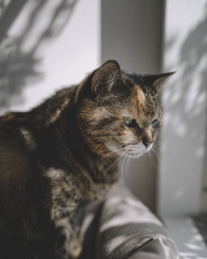 yomowasa｜Lightroom Presets "Haze" "Atmos"