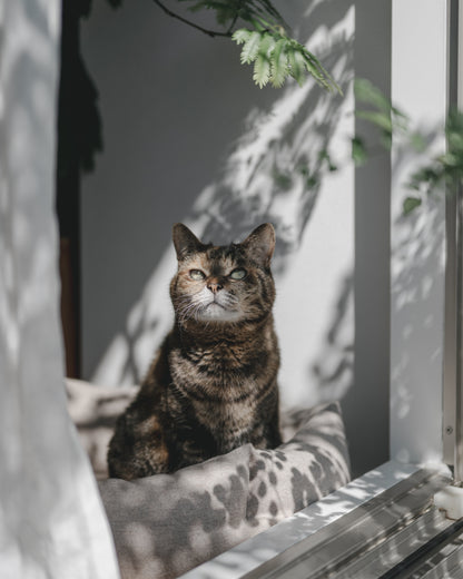 yomowasa｜Lightroom Presets "Haze" "Atmos"