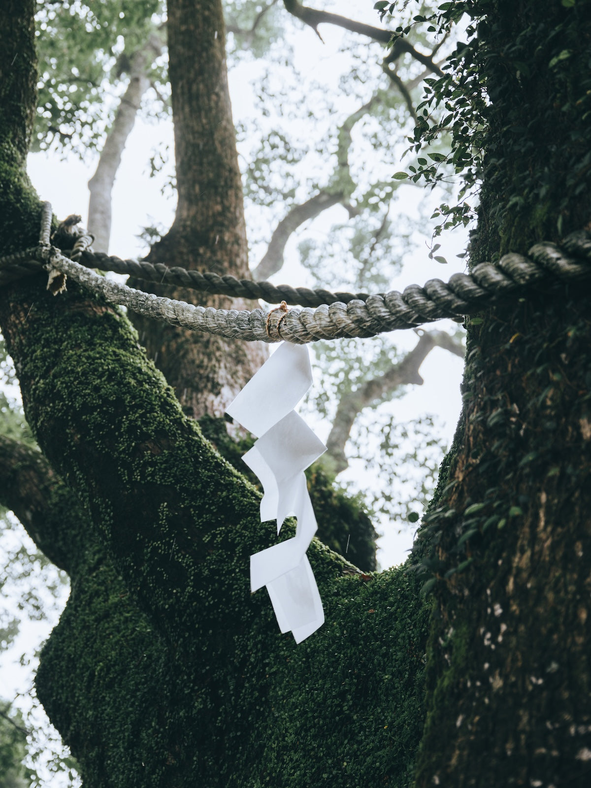 Hiroki.Nose/野瀬大樹｜Lightroomプリセット「玄-QUALIA」「玄-ANIMA」