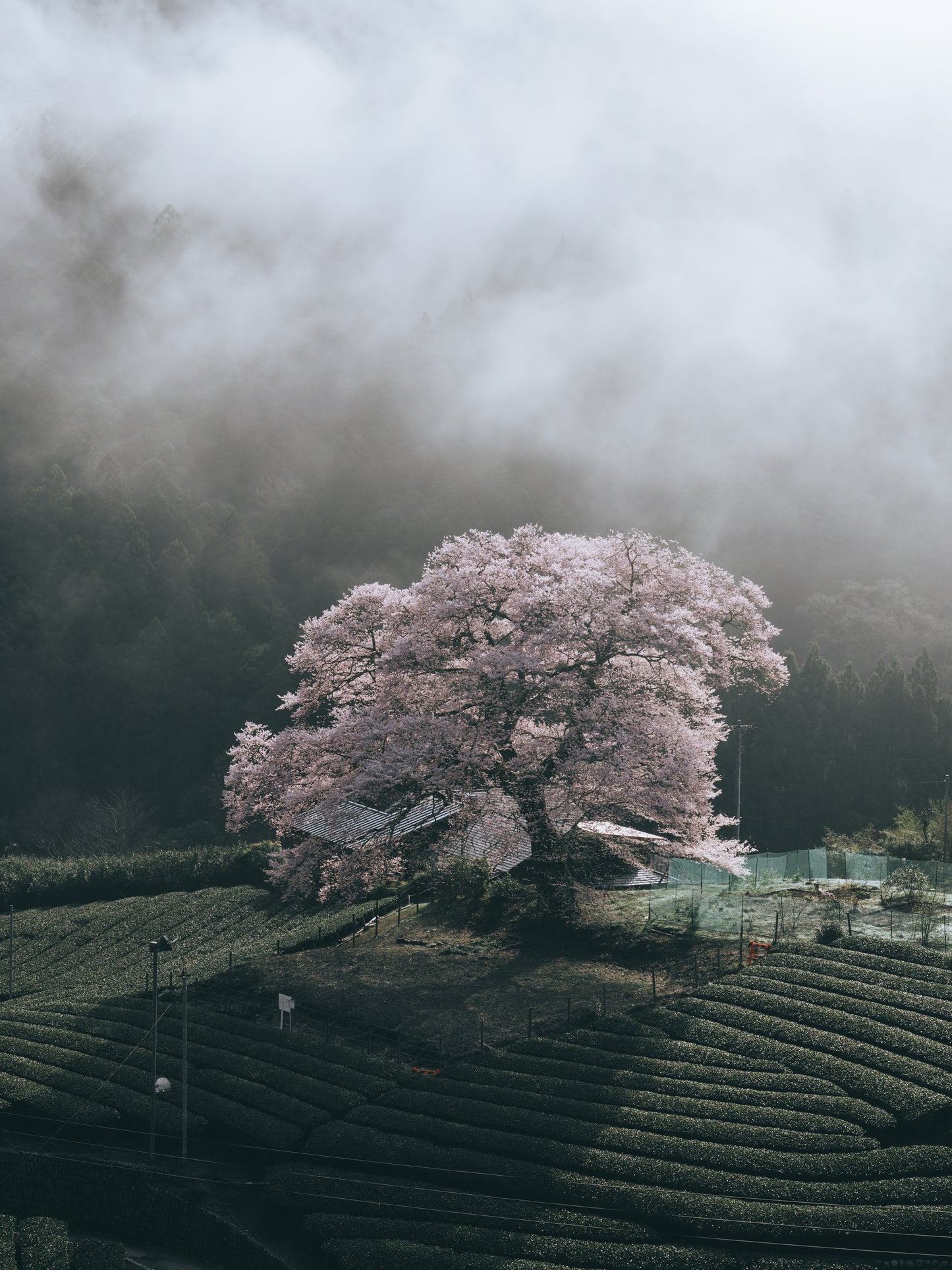 Hiroki.Nose/野瀬大樹｜Lightroomプリセット「玄-QUALIA」「玄-ANIMA」