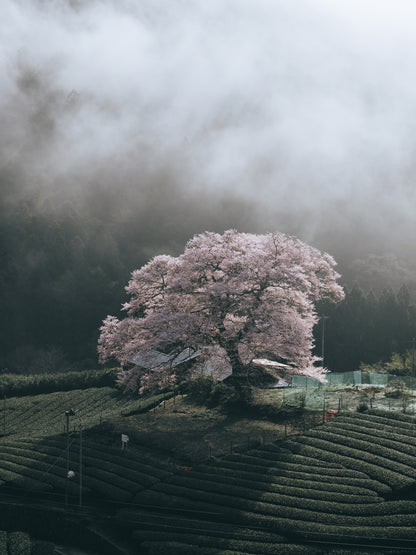 Hiroki.Nose/野瀬大樹｜Lightroomプリセット「玄-QUALIA」「玄-ANIMA」