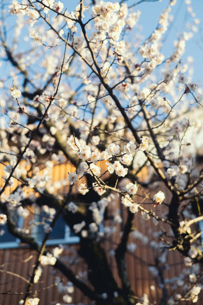 Kimura Hinami ｜最新版 Lightroomプリセットvol.2「春影」「夏影」