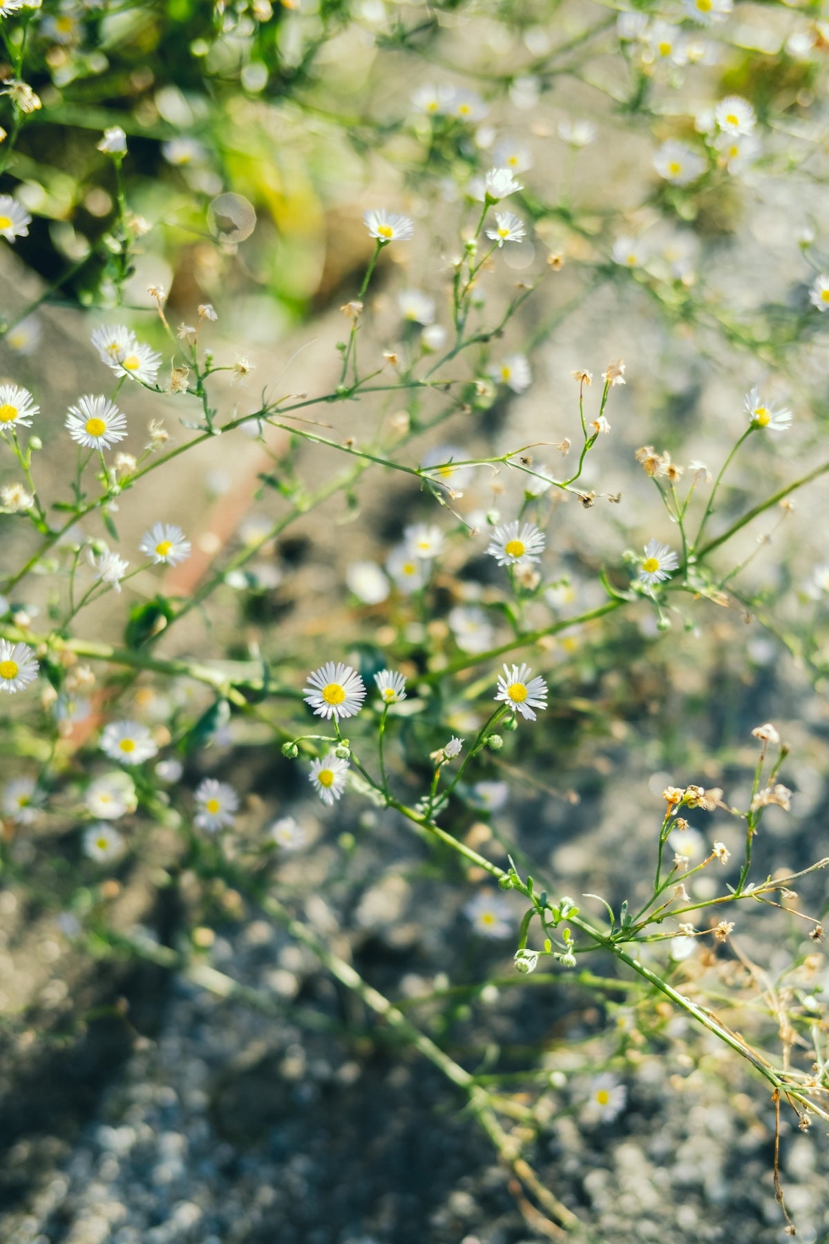 Kimura Hinami ｜最新版 Lightroomプリセットvol.2「春影」「夏影」