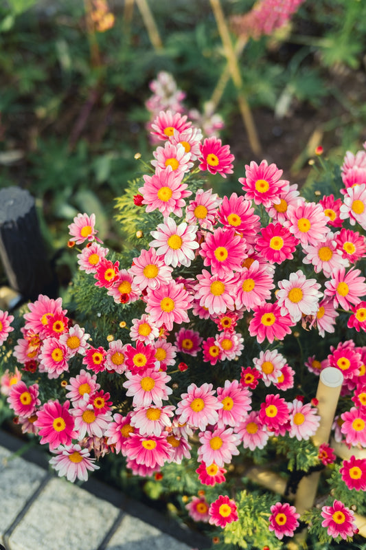 Kimura Hinami ｜最新版 Lightroomプリセットvol.2「春影」「夏影」