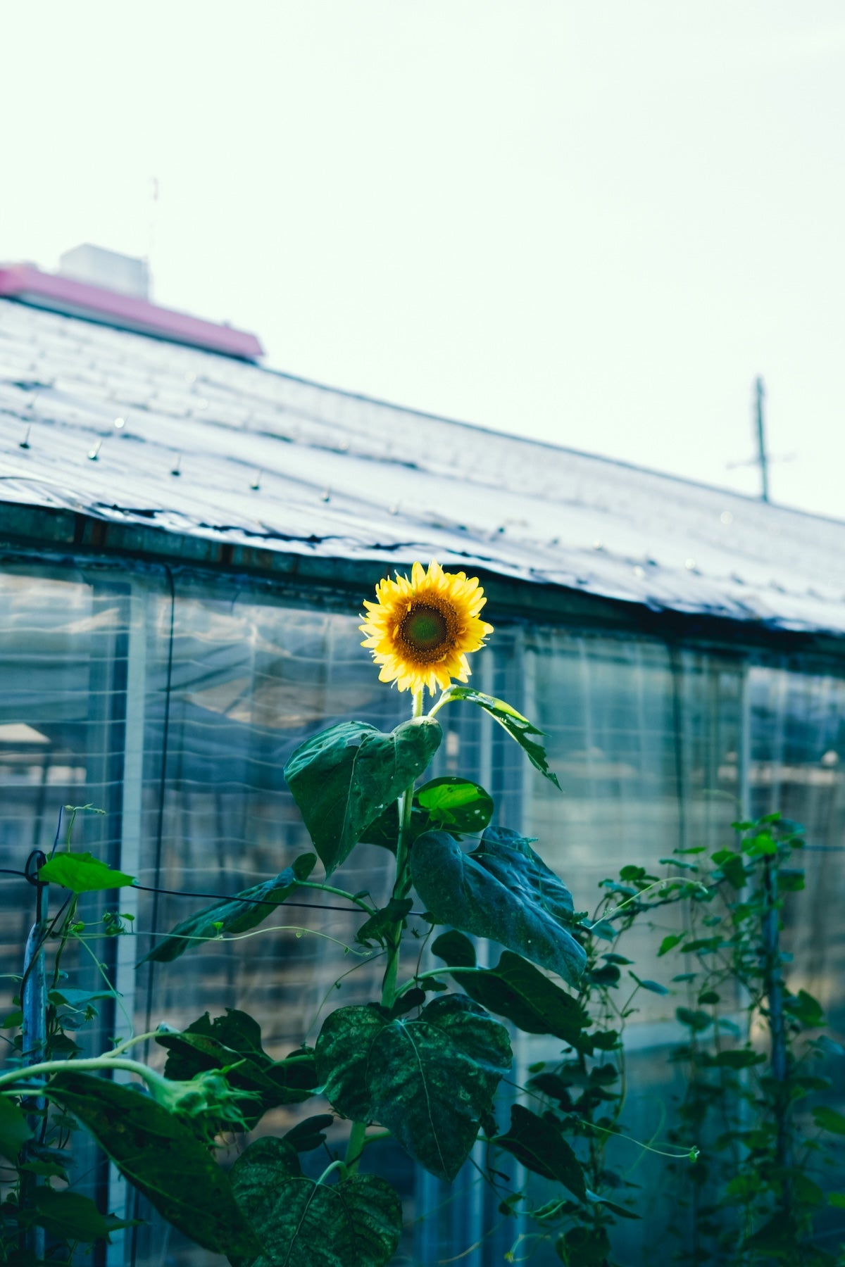 Kimura Hinami ｜最新版 Lightroomプリセットvol.2「春影」「夏影」