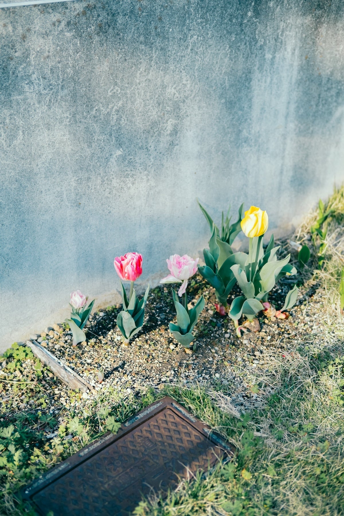 Kimura Hinami ｜Lightroomプリセット「Bloom in Light」「Corner of Light」