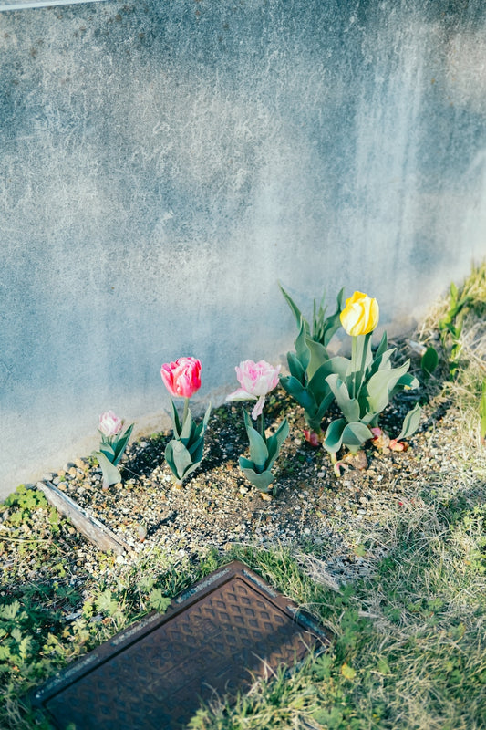 Kimura Hinami ｜Lightroomプリセット「Bloom in Light」「Corner of Light」