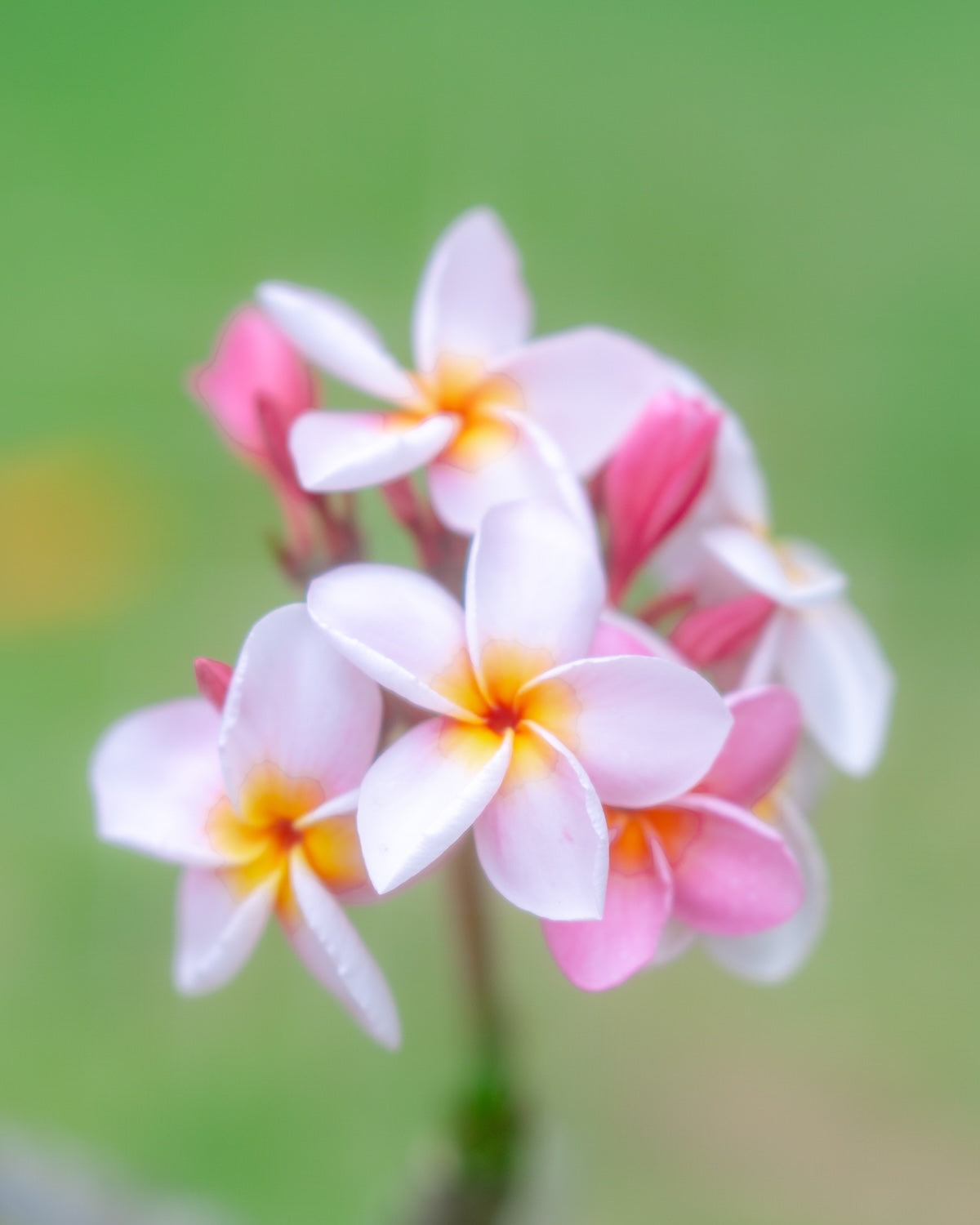 6151｜Lightroomプリセット「Ramune Soda」「Lunch Time」