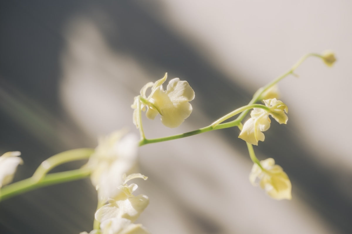 鎌田風花｜Lightroomプリセット「GlowAiry」「GlowTrace」