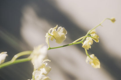 鎌田風花｜Lightroomプリセット「GlowAiry」「GlowTrace」