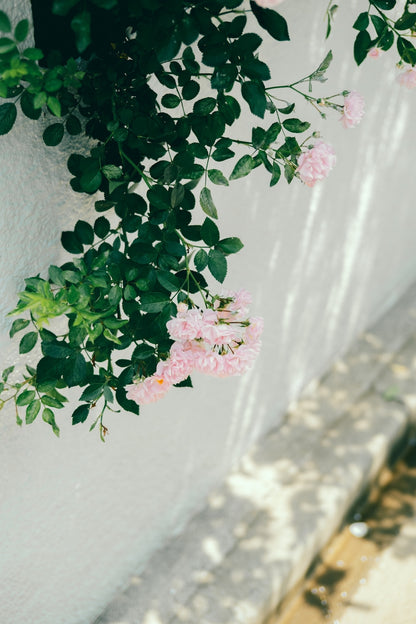 Kimura Hinami ｜Lightroomプリセット「Bloom in Light」「Corner of Light」