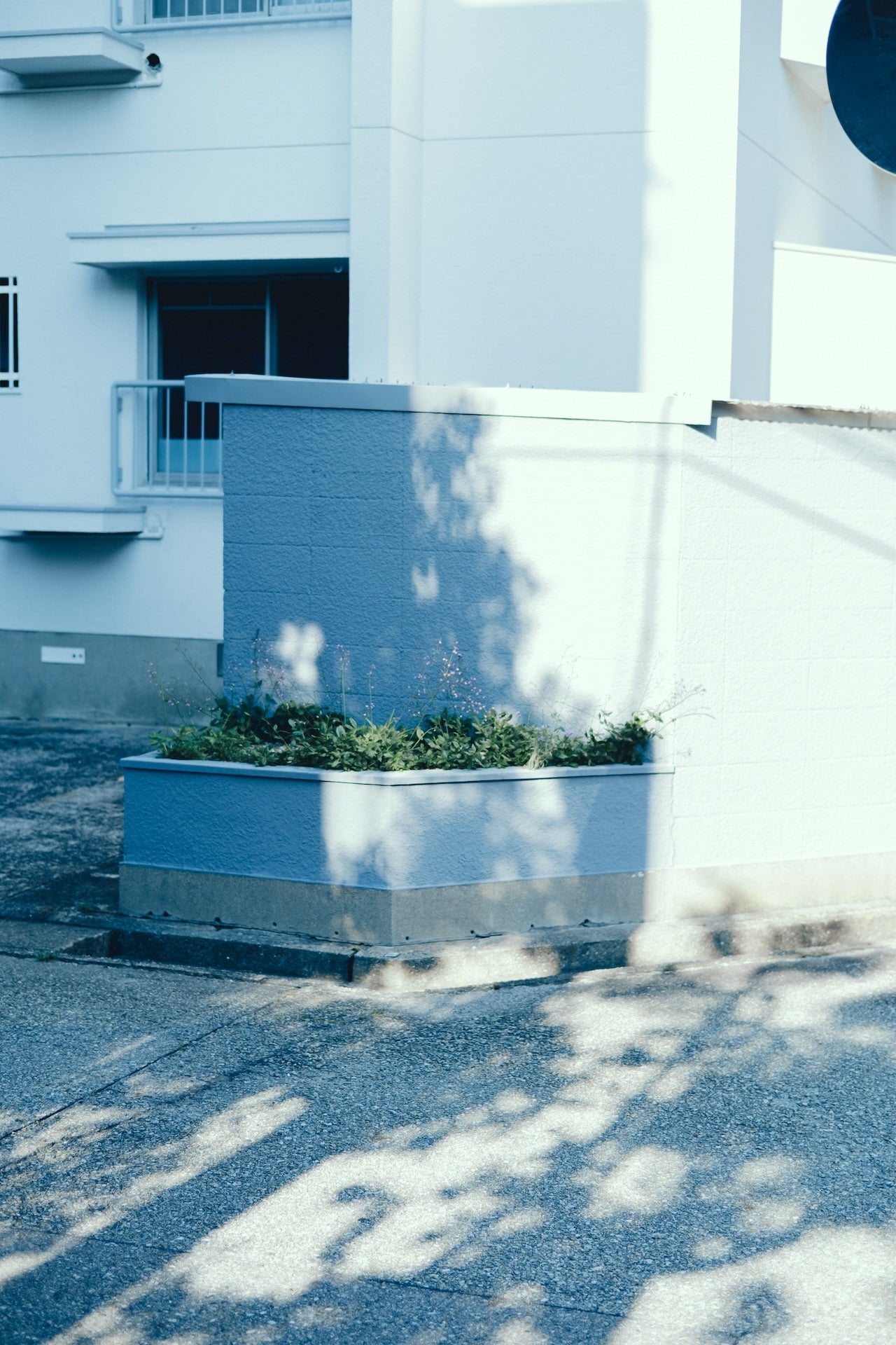 Kimura Hinami ｜Lightroomプリセット「Bloom in Light」「Corner of Light」