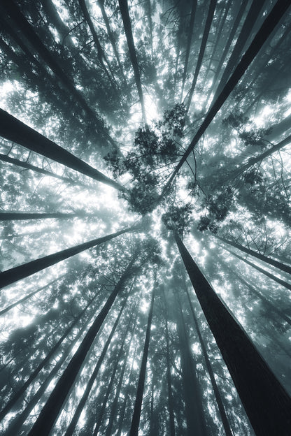 yukkey｜Lightroom Presets "-shinryoku-" and "-seijaku-"