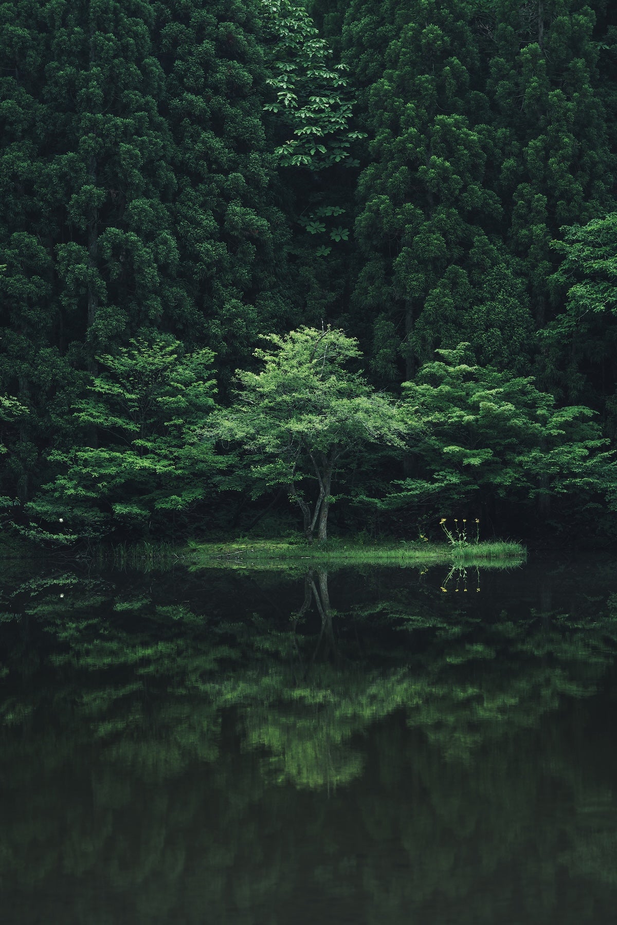 yukkey｜Lightroom Presets "-shinryoku-" and "-seijaku-"