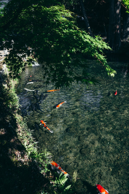 yukkey｜Lightroom Presets "-shinryoku-" and "-seijaku-"